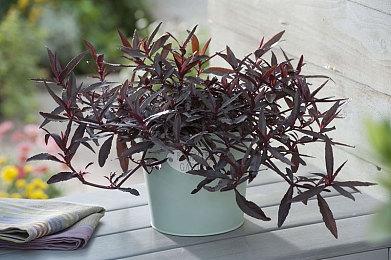 精致像素RPG《星空之海》新预告短片展示厨房作战